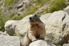 Marmotte aperçue à Chaillol
